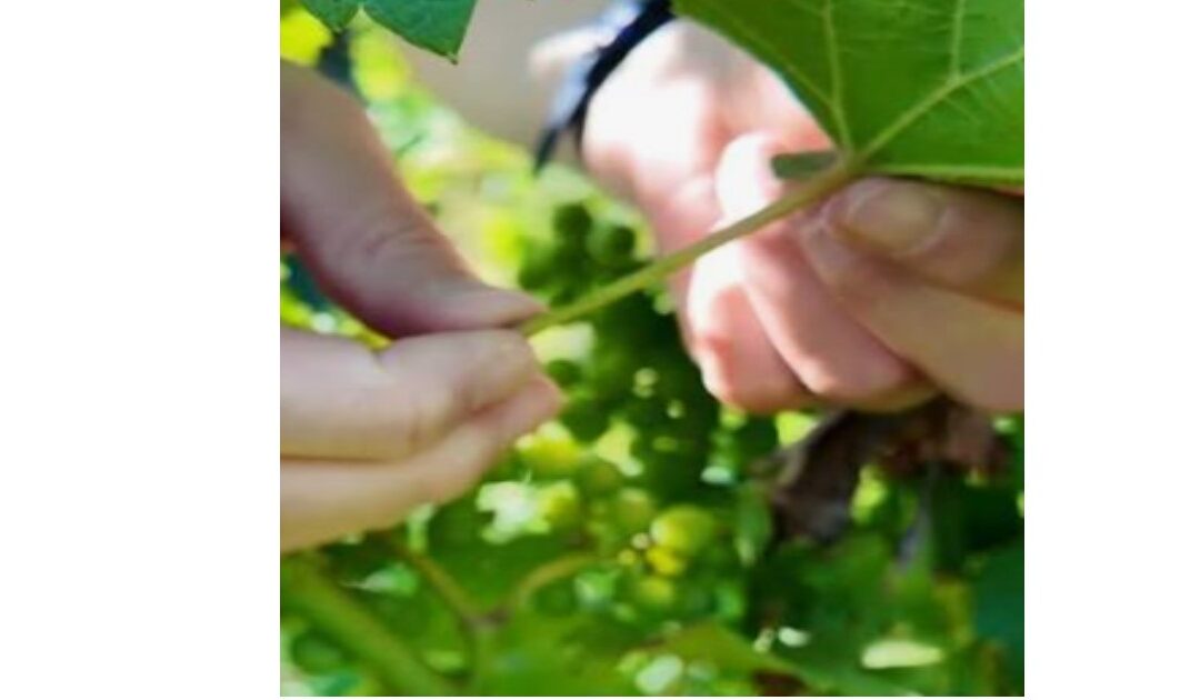 Analyse du pétiole dans les vignobles