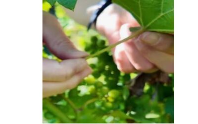 Analyse du pétiole dans les vignobles