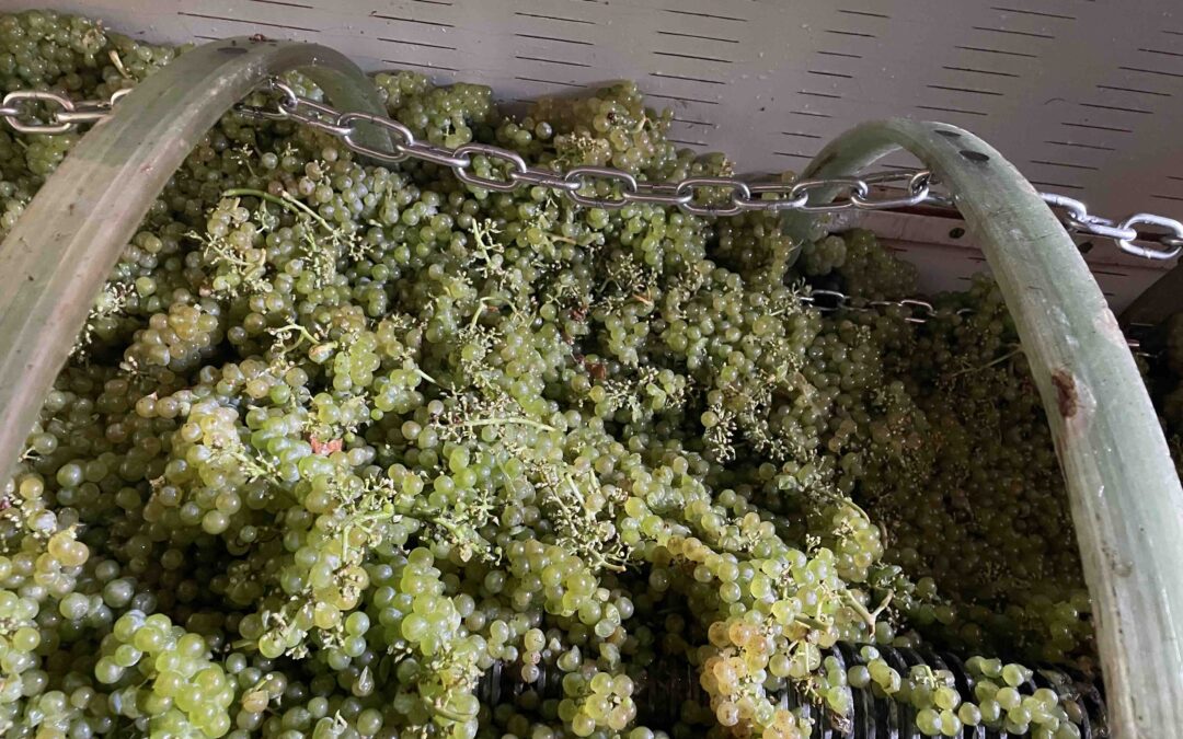 Analyse de jus/moûts dans les vignobles